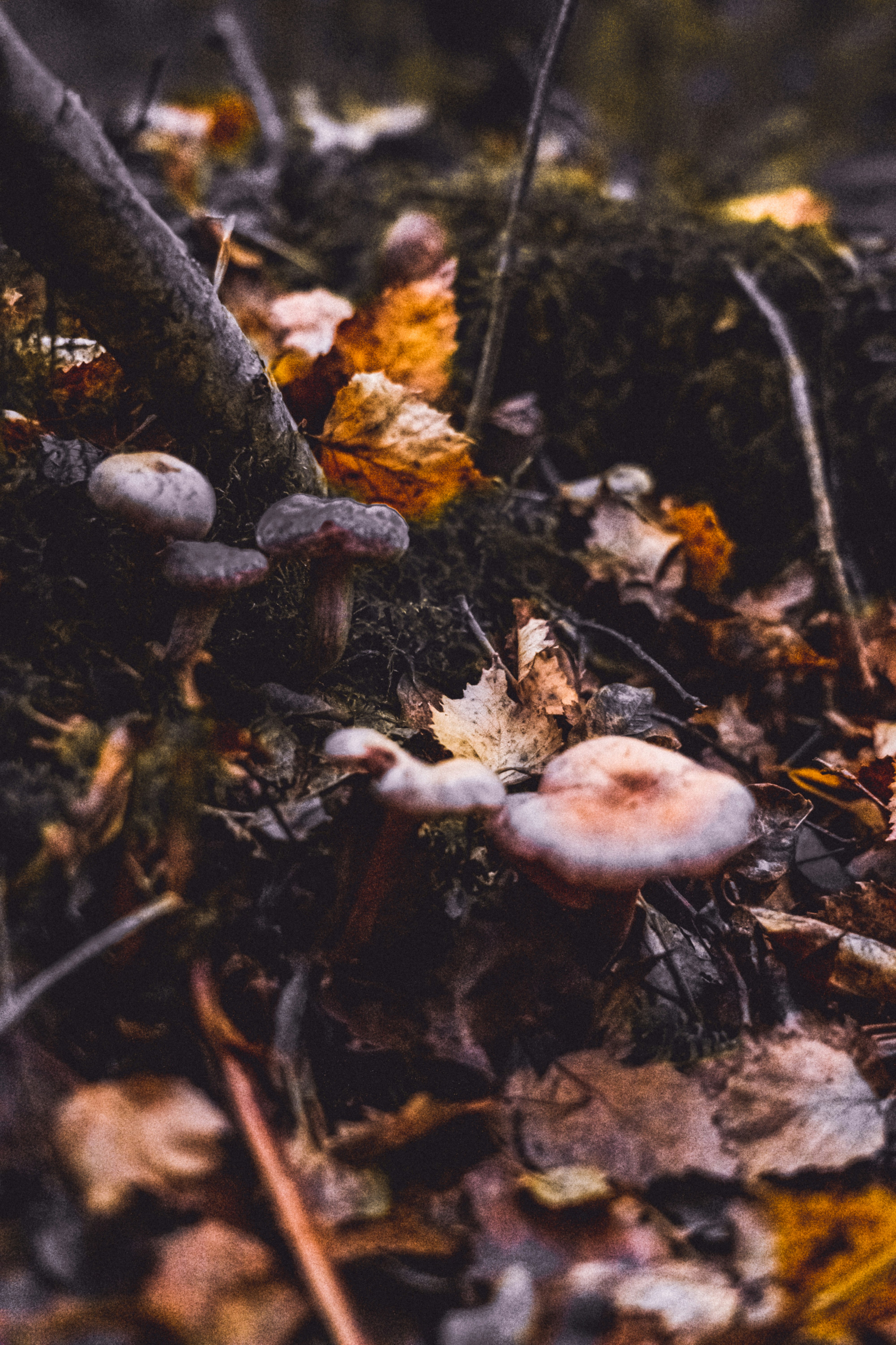 brown dried leaves on ground